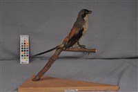 藏品(棕背伯勞)的圖片